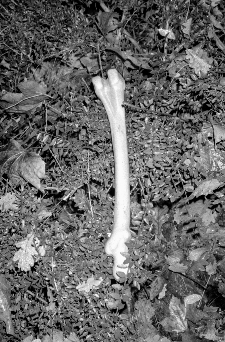 Entrisch, 2010 &mdash; 2022